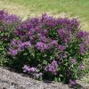 Bloomerang Dark Purple Lilac - Image 2